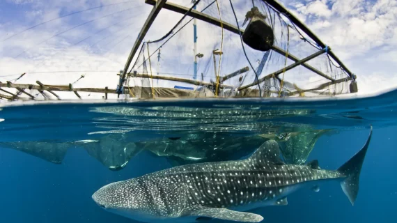 Konservasi Hiu Paus di Kaimana – Papua Barat, Indonesia