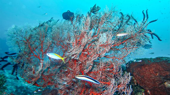 Surga Bawah Laut, Teluk Nusalasi Van Den Bosch