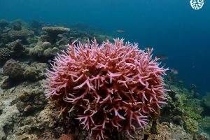 Surga Bawah Laut, Teluk Nusalasi Van Den Bosch